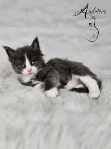 Dalia Auditore 1 copy