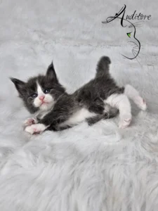 Dalia Auditore 2 copy