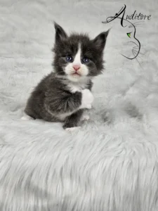 Dalia Auditore 3 copy