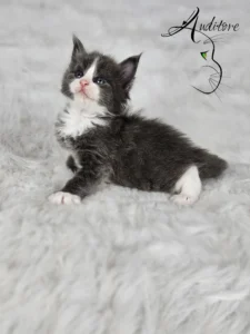 Dalia Auditore 4 copy