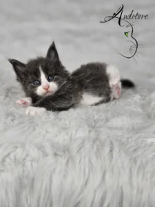 Dalia Auditore 5 copy