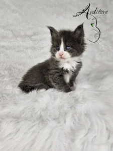 Dalia Auditore 6 copy