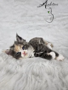 Demeter Auditore 1 copy