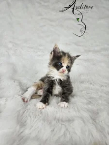 Demeter Auditore 2 copy