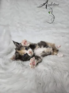 Demeter Auditore 3 copy