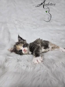 Demeter Auditore 4 copy