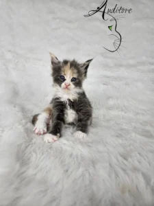 Demeter Auditore 5 copy