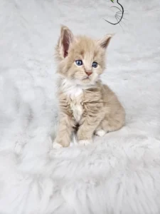 Desmond Auditore 1 copy