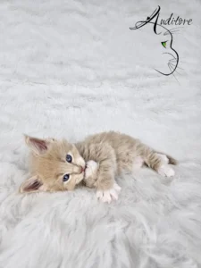 Desmond Auditore 2 copy