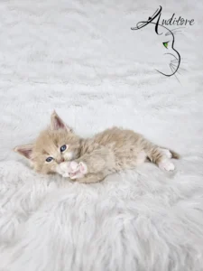 Desmond Auditore 3 copy