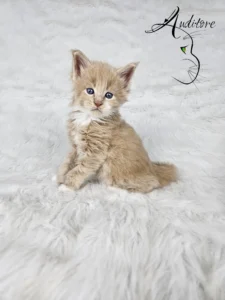 Desmond Auditore 4 copy