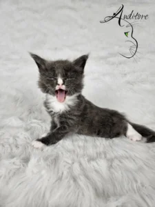 Dexter Auditore 1 copy