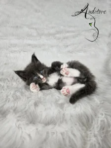 Dexter Auditore 2 copy