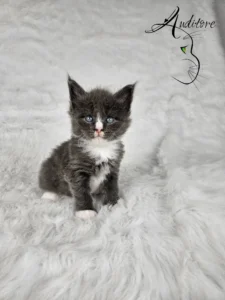 Dexter Auditore 3 copy