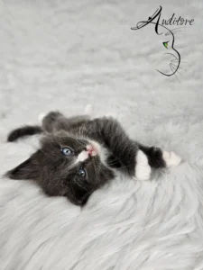 Dexter Auditore 4 copy