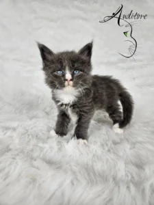 Dexter Auditore 6 copy