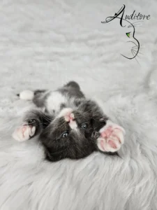 Dexter Auditore 7 copy