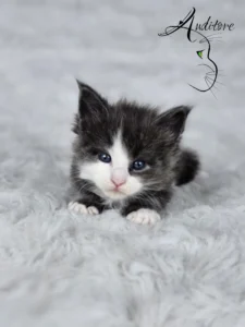 Diana Auditore1 copy