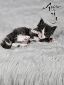 Diana Auditore2 copy