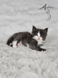 Diana Auditore3 copy