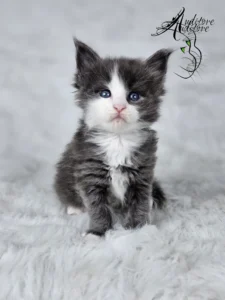 Diana Auditore4 copy