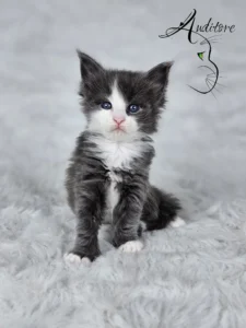 Diana Auditore5 copy