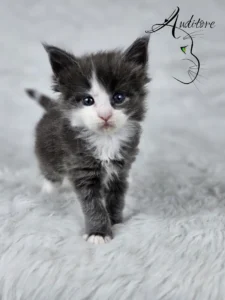 Diana Auditore6 copy