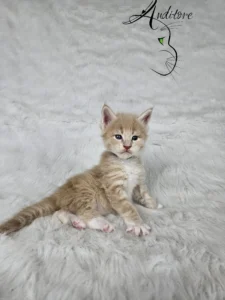 Elvis Auditore 1 copy