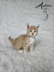 Elvis Auditore 2 copy