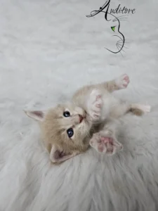 Elvis Auditore 3 copy