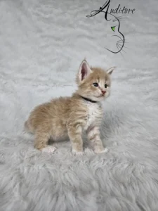 Elvis Auditore 4 copy