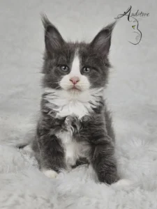 Dalia Auditore Kotka Maine Coon (MCO a 09) Dalia, niebieska z bielą, siedząca na białym kocyku