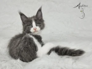 Dalia Auditore Maine Coon (MCO a 09) Dalia, niebieska z bielą, siedząca na białym tle