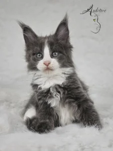 Dalia Auditore Dalia, kotka Maine Coon (MCO a 09), niebieska z bielą, odwrócona na białym kocyku