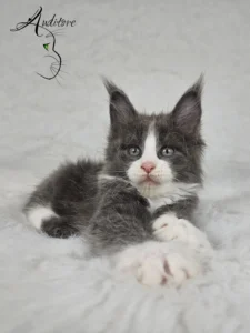 Dalia Auditore Kotka Maine Coon (MCO a 09) Dalia, niebieska z bielą, leżąca na białym kocu