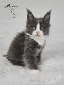 Dalia Auditore Dalia, Maine Coon (MCO a 09), niebieska z bielą, pozująca na białym tle