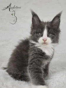 Dalia Auditore profil