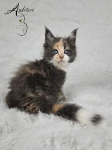 Kotka Maine Coon (MCO g 09) D.Va, niebieska szylkretka z bielą, siedząca na białym kocyku