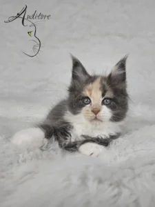 Maine Coon (MCO g 09) D.Va, niebieska szylkretka z bielą, leżąca na białym tle