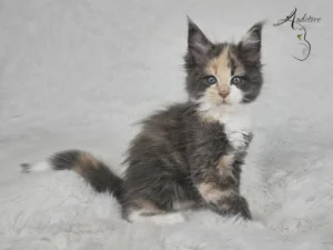 D.Va, kotka Maine Coon (MCO g 09), niebieska szylkretka z bielą, siedząca na białym kocyku