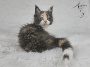 Niebieska szylkretka z bielą kotka Maine Coon (MCO g 09) D.Va, odwrócona na białym tle