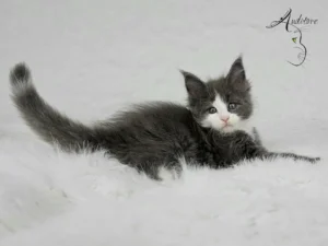 Diana Auditore Kotka Maine Coon (MCO a 09) Diana, niebieska z bielą, siedząca na białym kocyku