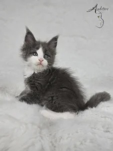 Diana Auditore Maine Coon (MCO a 09) Diana, niebieska z bielą, leżąca na białym tle