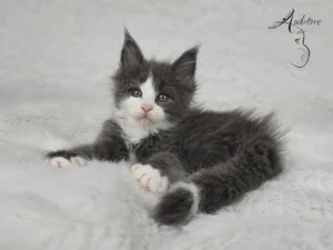 Diana Auditore Diana, kotka Maine Coon (MCO a 09), niebieska z bielą, siedząca na białym kocyku