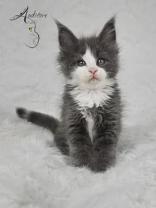 Diana Auditore Niebieska z bielą kotka Maine Coon (MCO a 09) Diana, pozująca na białym tle