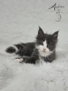 Diana Auditore Kotka Maine Coon (MCO a 09) Diana, niebieska z bielą, leżąca na białym kocu