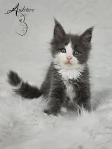 Diana Auditore Kotka Maine Coon (MCO a 09) Diana, niebieska z bielą, siedząca na białym kocyku