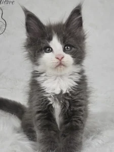 Diana Auditore profil