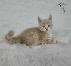 Elvis Auditore Kociak Maine Coon Elvis Auditore, kremowy pręgowany, leżący na białym kocyku