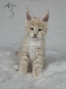 Elvis Auditore Maine Coon Elvis Auditore, kremowy tygrysio pręgowany kociak, siedzący na białym tle